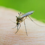 Health officials say 2 dead from West Nile virus in New Jersey